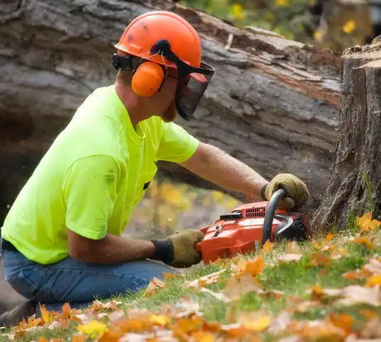 tree services Edmonton